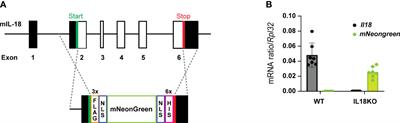 The role of interleukin-18 and interleukin-18 binding protein in K/BxN serum transfer-induced arthritis